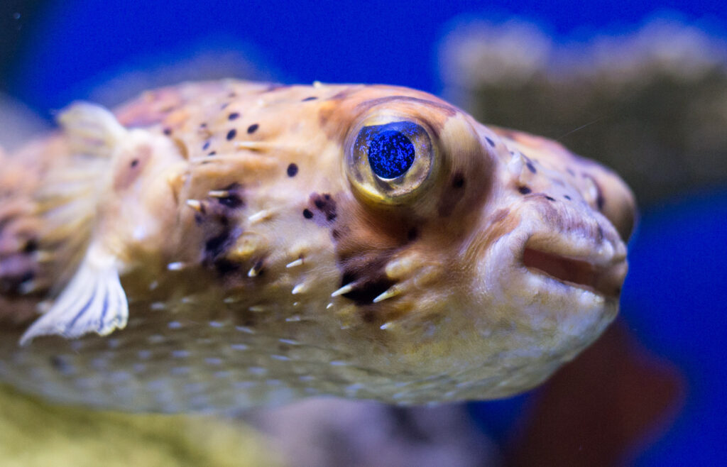 DONATED DOG FACE PUFFER OFF THE LEASH AT AQUARIUM