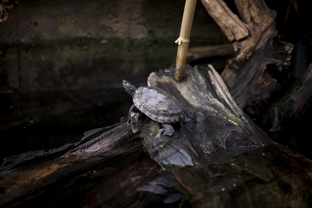FRESHWATER TURTLE WASHED UP ON CORNISH BEACH