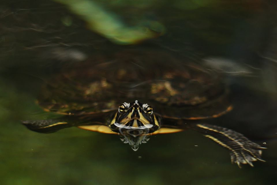 TURTLE WEEK HALF TERM EVENT 12th-21st FEB!!!