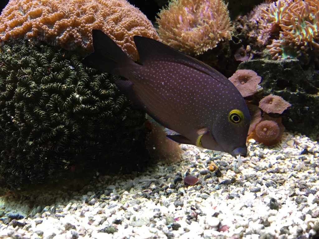 All Creatures Weird & Wonderful
