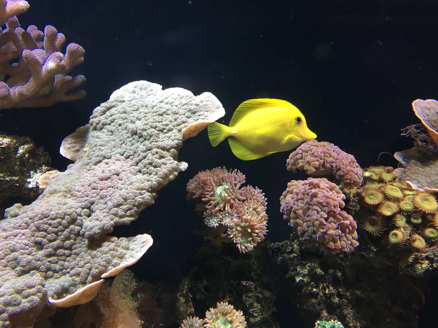 AQUARIUM OVERRUN WITH SQUIRRELFISH
