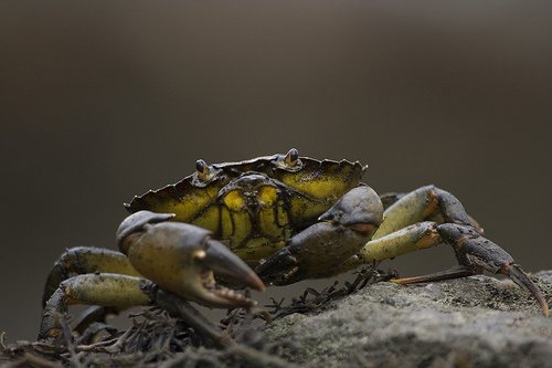 The Fantastic Animals Found off the Cornish Coastline