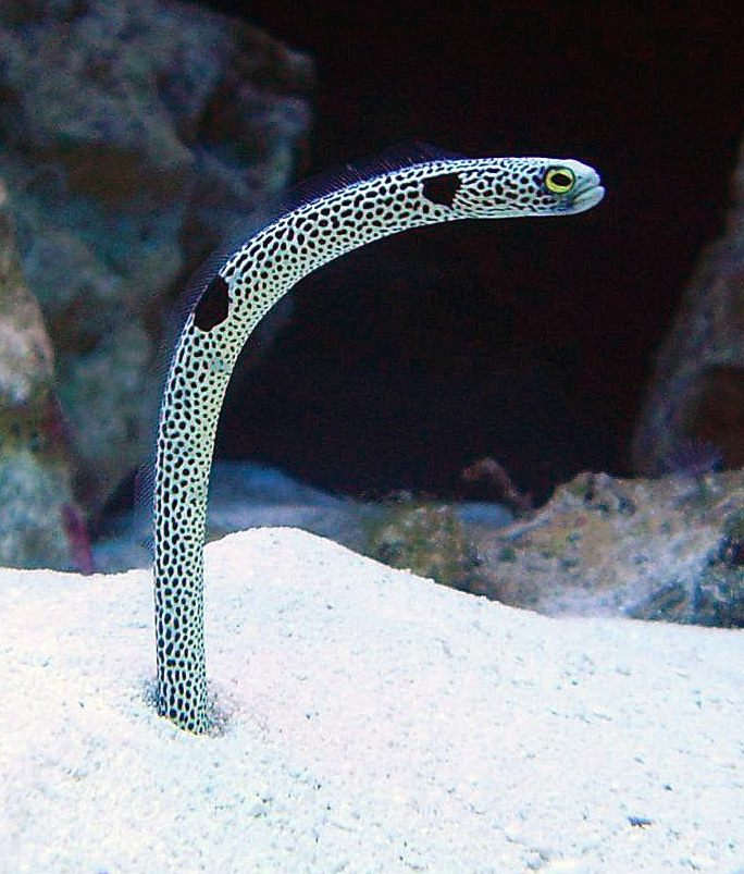 Lockdown At  The Aquarium