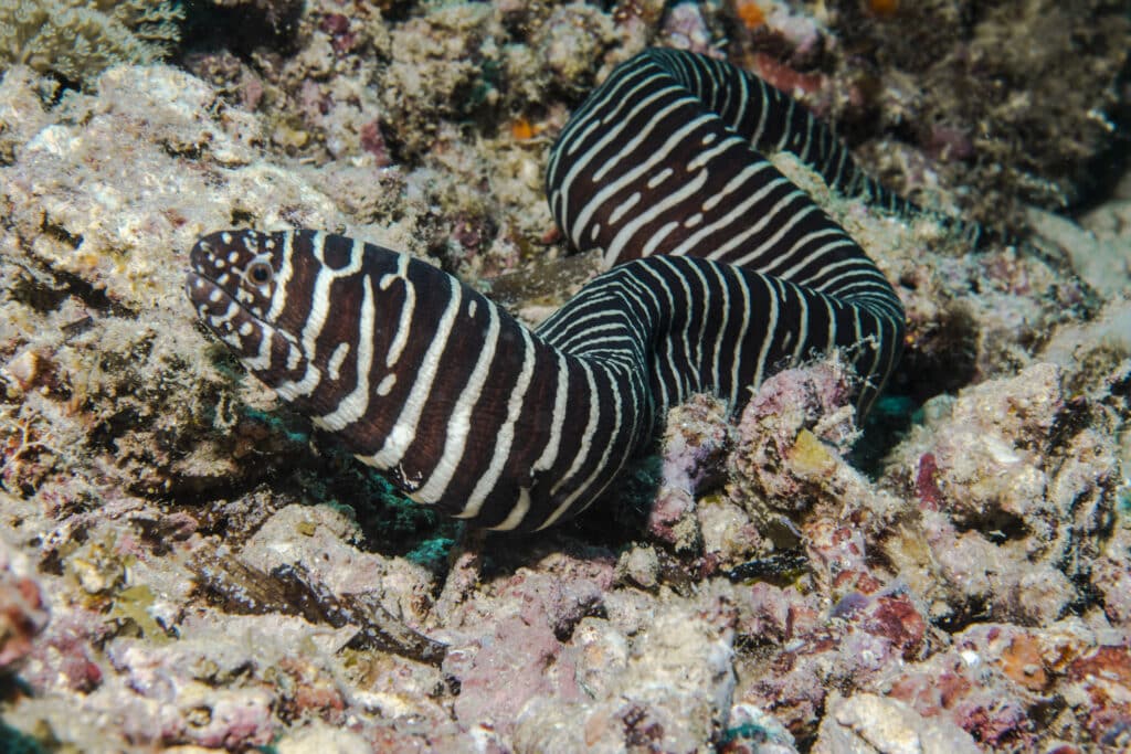zebra moray eel