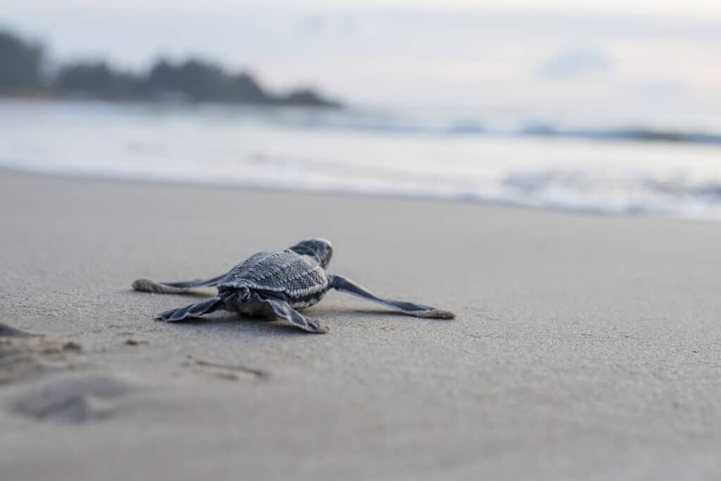 How Many Species of Sea Turtle Are There?