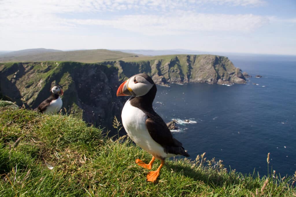 Your Guide to Spotting Wildlife in Cornwall