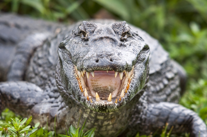 How Fast are Crocodiles?