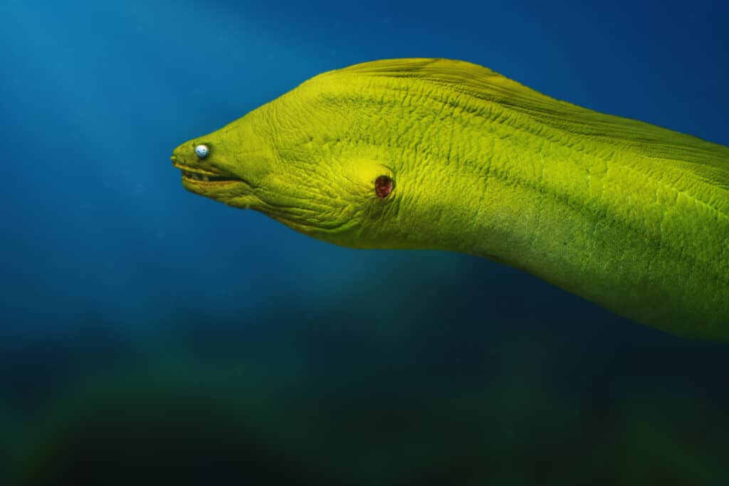 Green Moray (Gymnothorax funebris)