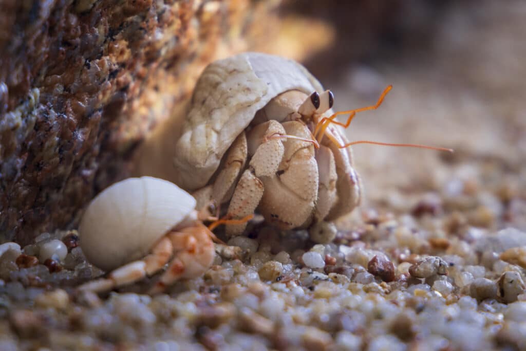 8 Handy Facts to Know about Hermit Crabs!