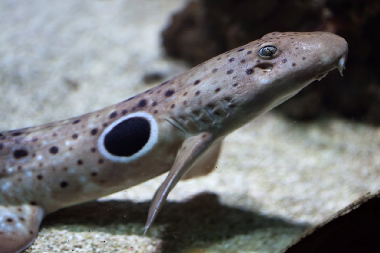 Epaulette shark (Hemiscyllium ocellatum)