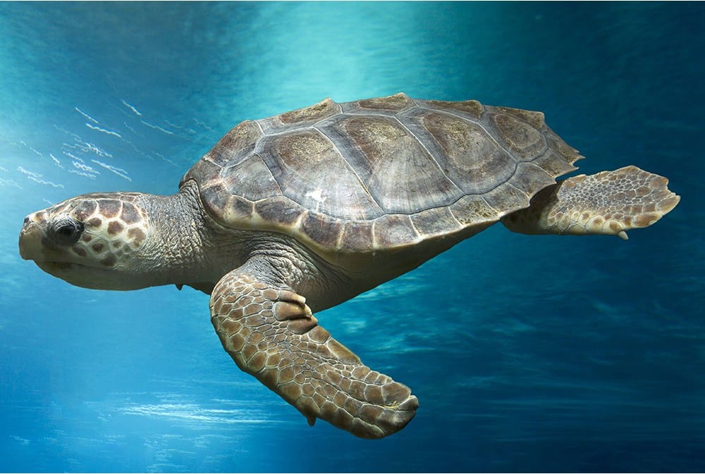 How to Draw a Turtle: Step-by-Step Guide