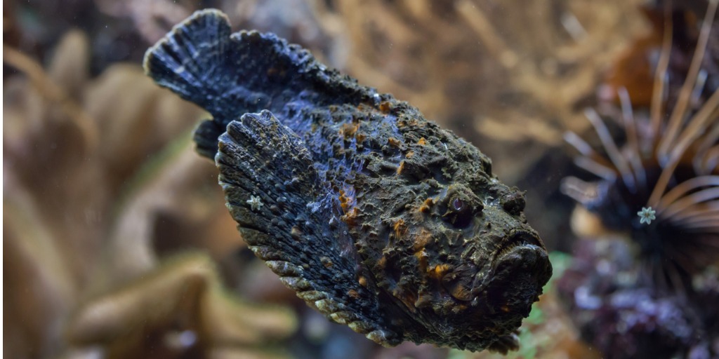 DEEPLY CREEPY AT BLUE REEF AQUARIUM