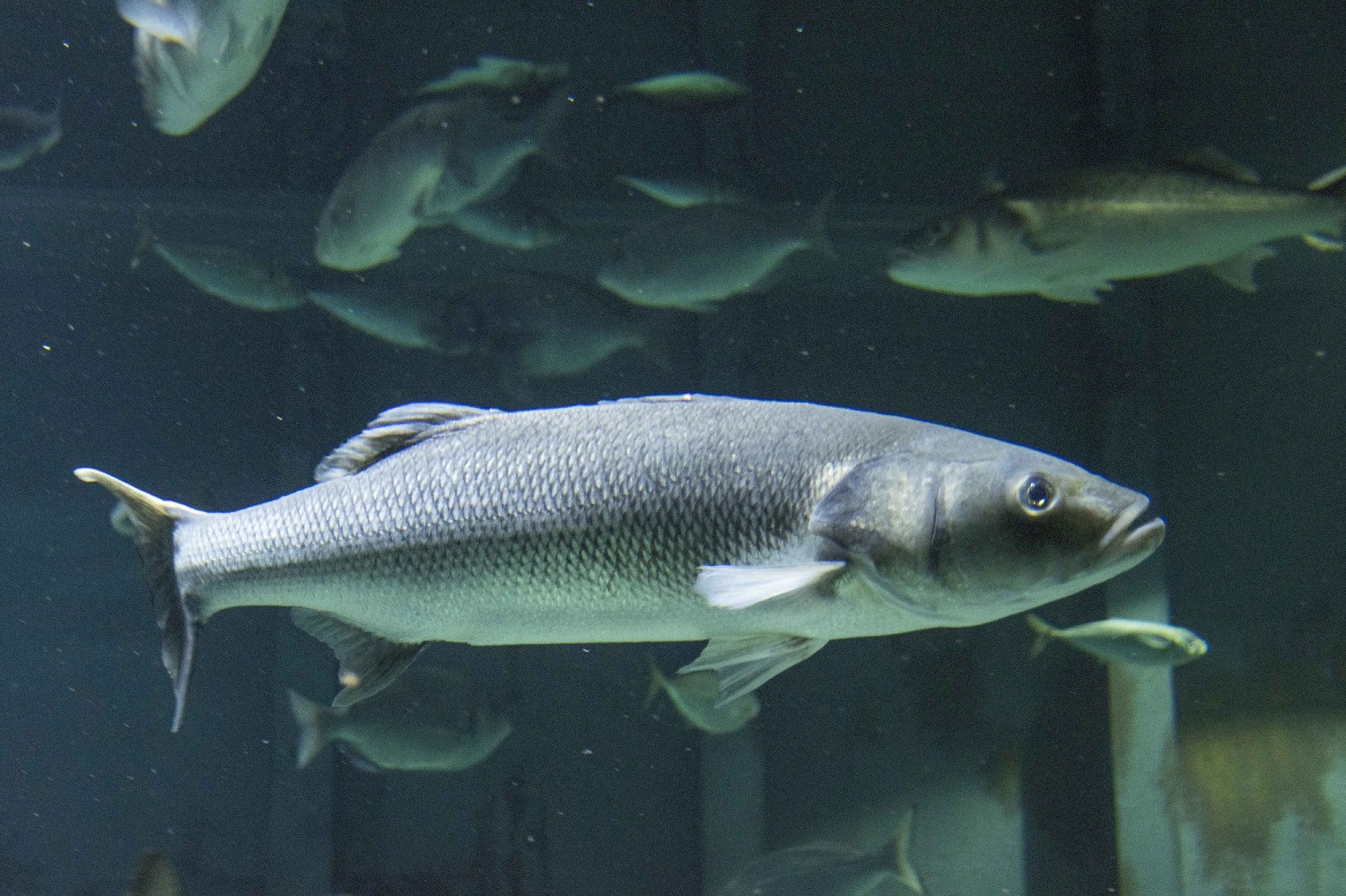 DEEP SEA DISCOVERY WEEK AT BLUE REEF AQUARIUM