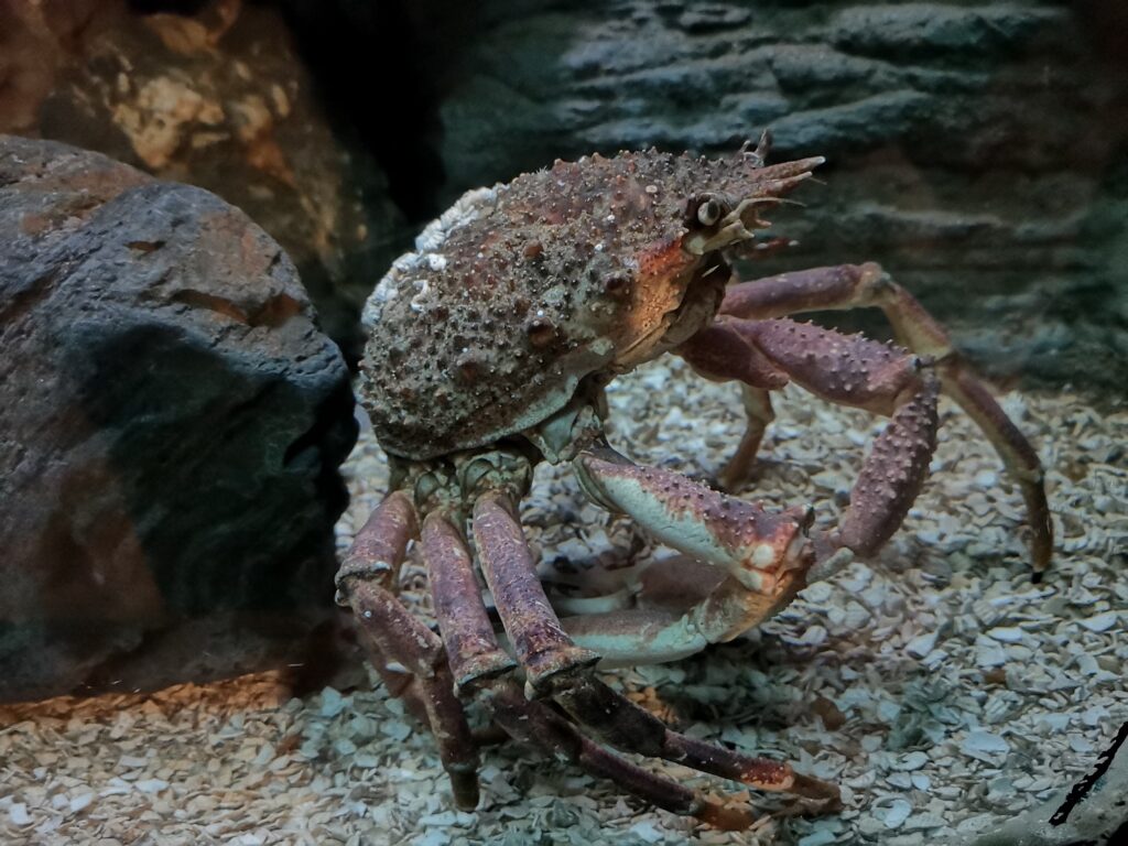 STORMS BRING RARE TRANSATLANTIC COLUMBUS CRABS TO CORNWALL