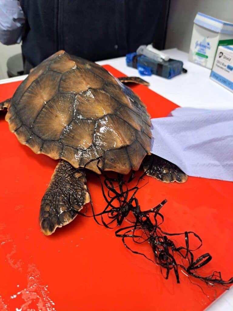 The damages of Plastic Pollution in Turtles