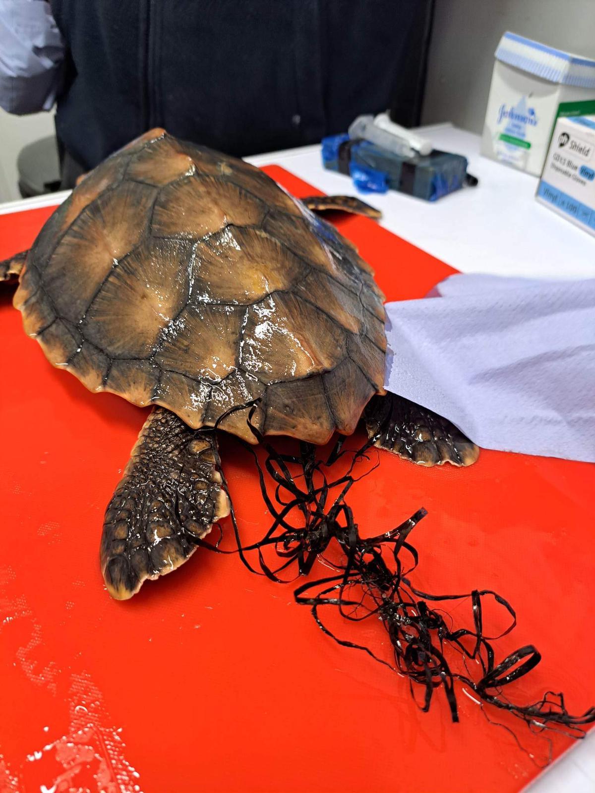 The damages of Plastic Pollution in Turtles