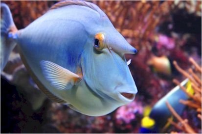 Celebrating World Ocean Day: Preserving and Protecting Our Marine Ecosystems